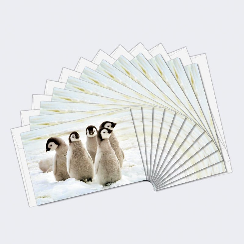 Tree-Free Greetings EcoNotes 12 Count Emperor Penguin Chicks All Occasion Notecard Set with Envelopes, 4 x 6 Inches (FS56926) - Image 1